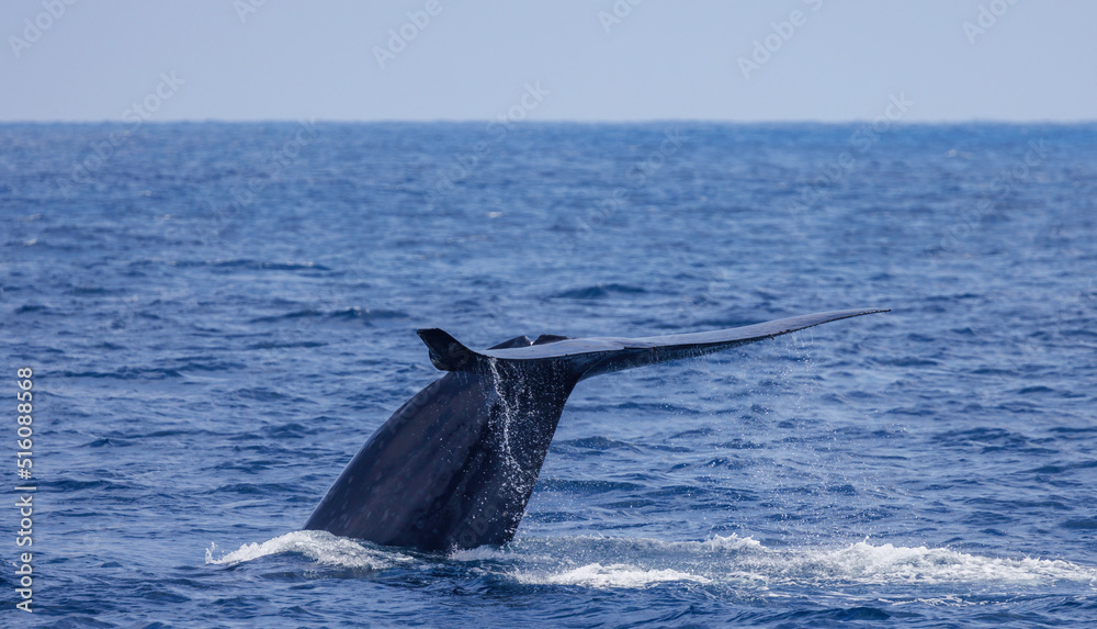 Fototapeta premium Blue Whale, huge tail of a blue whale raised high before a deep dive, California