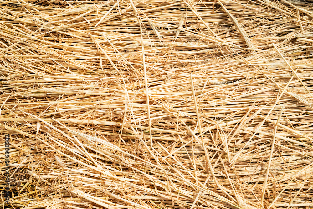 Hay texture Hay texture