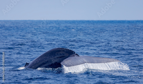 Blue whale (Balaenoptera musculus). The huge tail of a blue whale raised high before a deep dive. California. 