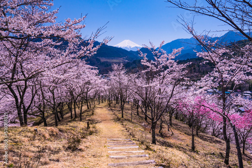大月市真木お伊勢山の桜風景