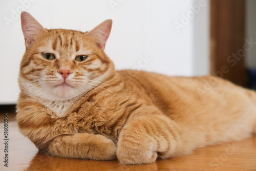 Fototapeta Naklejka Na Ścianę i Meble -  Close up cat face. Selective focus of cat face. Portrait of a orange cat with green eyes.