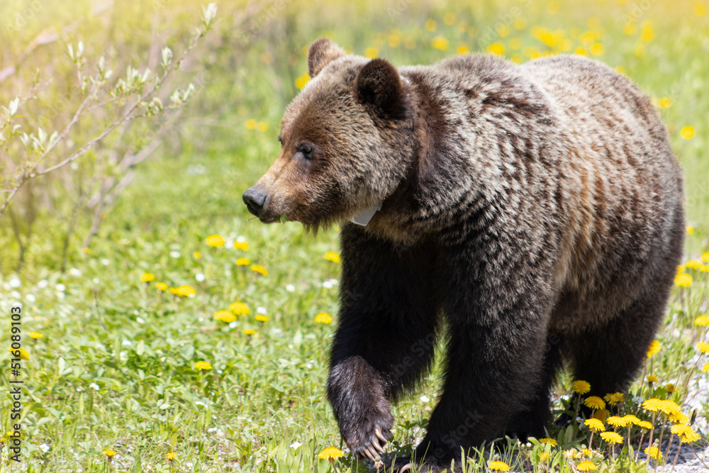 Fototapeta premium Grizzly Bear walking in grass eating dandelions on bright sunny day. close up