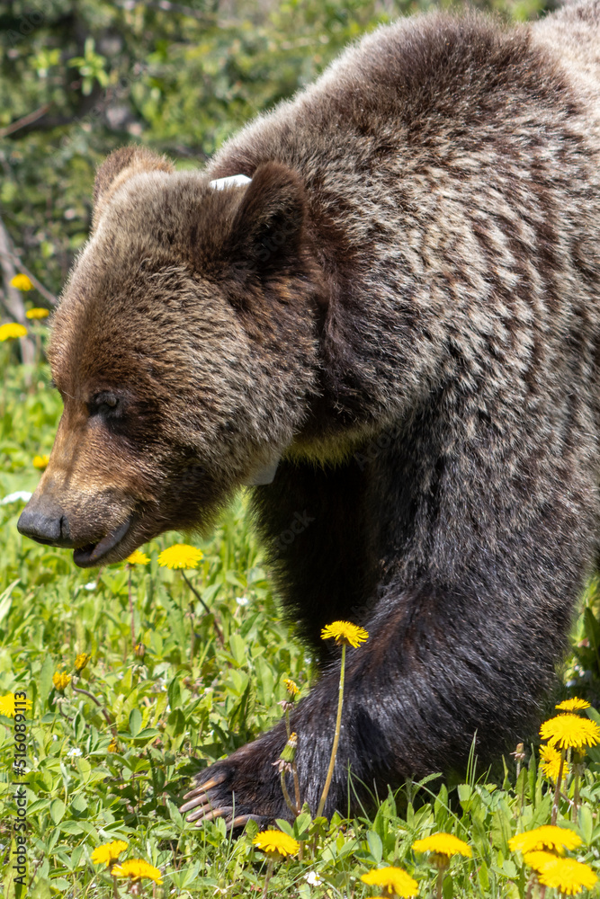 Grizzly Bear walking in grass eating dandelions on bright sunny day Grizzly Bear walking in grass eating dandelions on bright sunny day