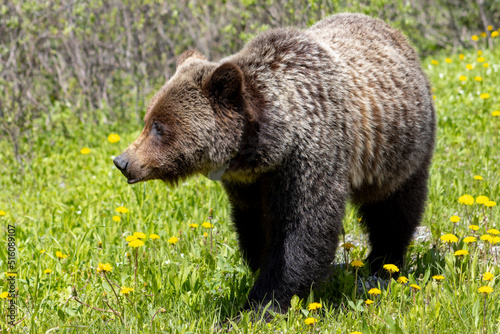 close up of female grizzly standing in grass and dandelions 