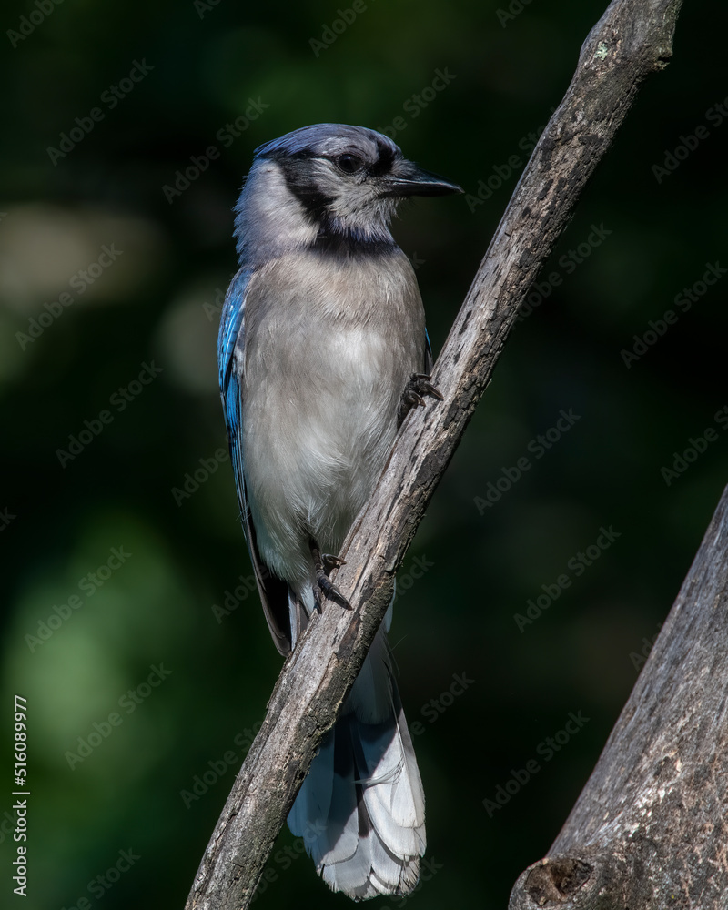 Obraz premium Blue Jay