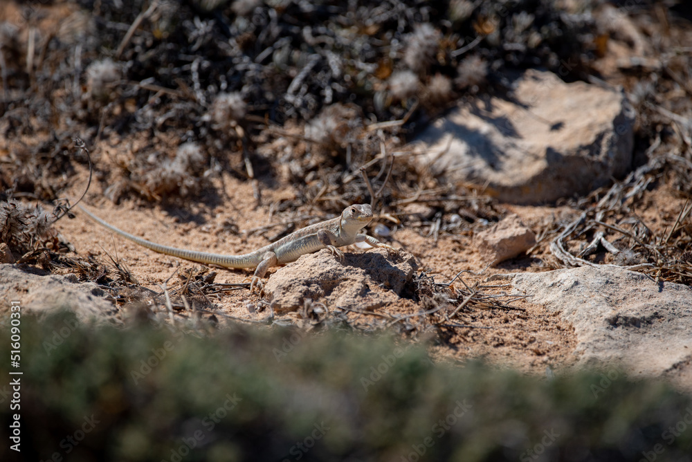 lizard on the ground lizard on the ground