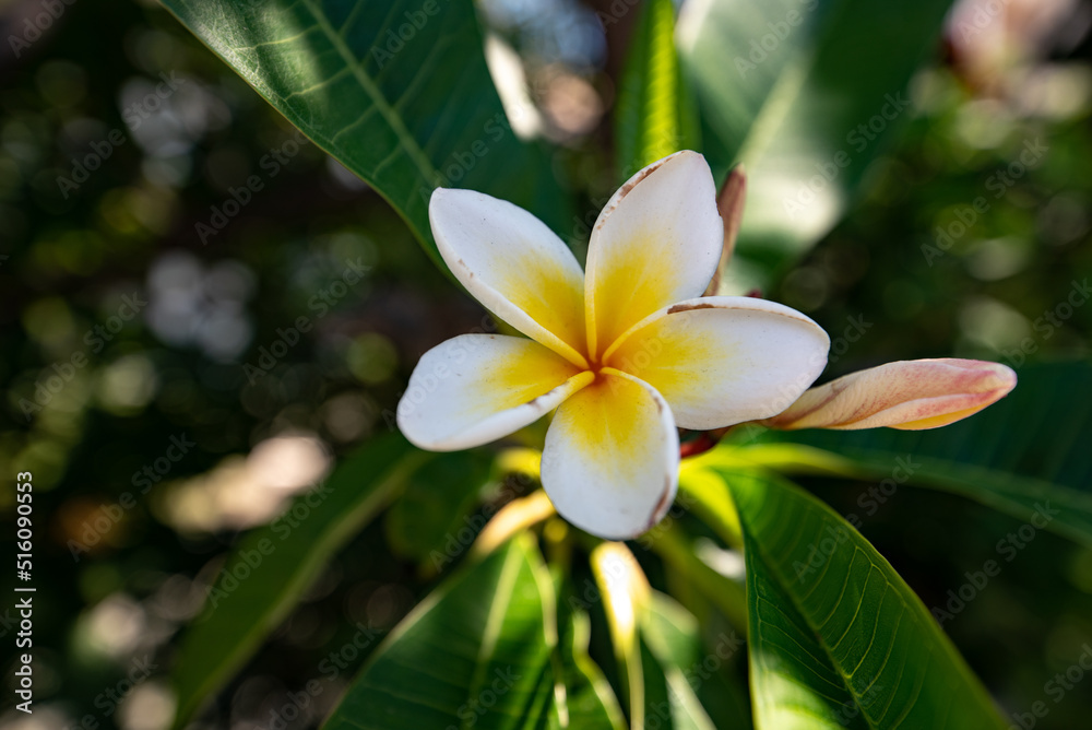frangipani plumeria flower frangipani plumeria flower
