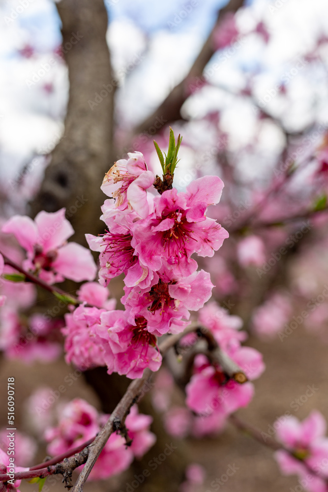 Spring garden flowers blooming in spring Spring garden flowers blooming in spring