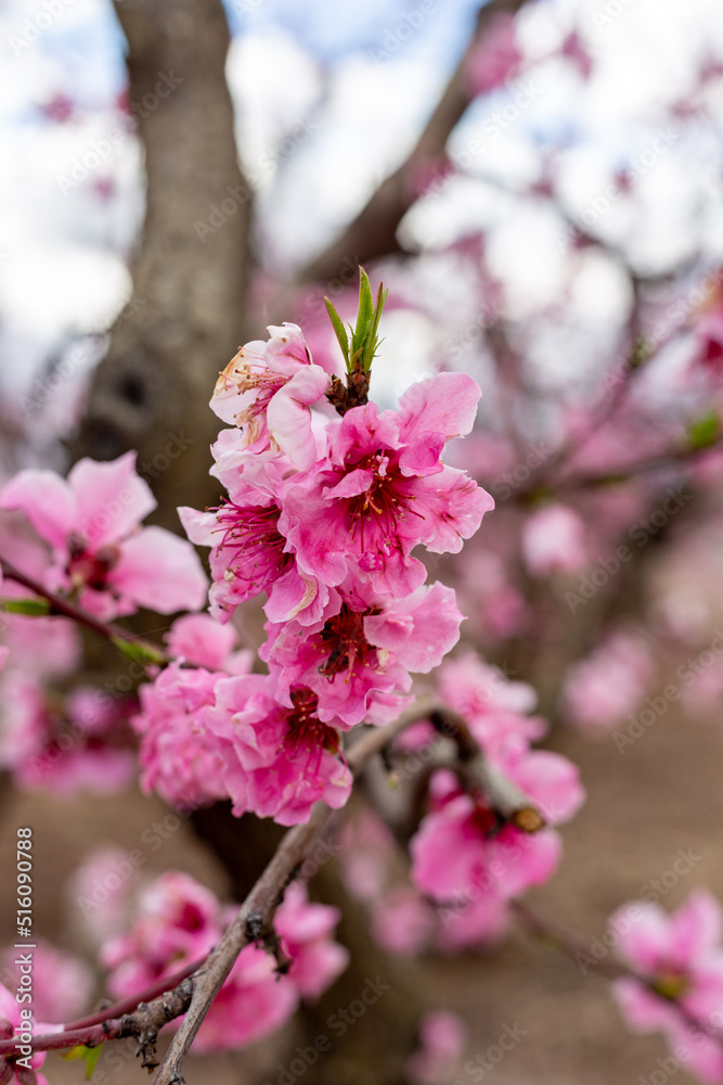 Spring garden flowers blooming in spring Spring garden flowers blooming in spring