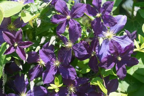 purple clematis flowers in the sun 