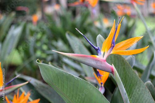 Strelitzia reginae, popularly called bird of paradise, is a herbaceous species native to South Africa. It is cultivated as an ornamental plant due to the peculiar shape of its flower 