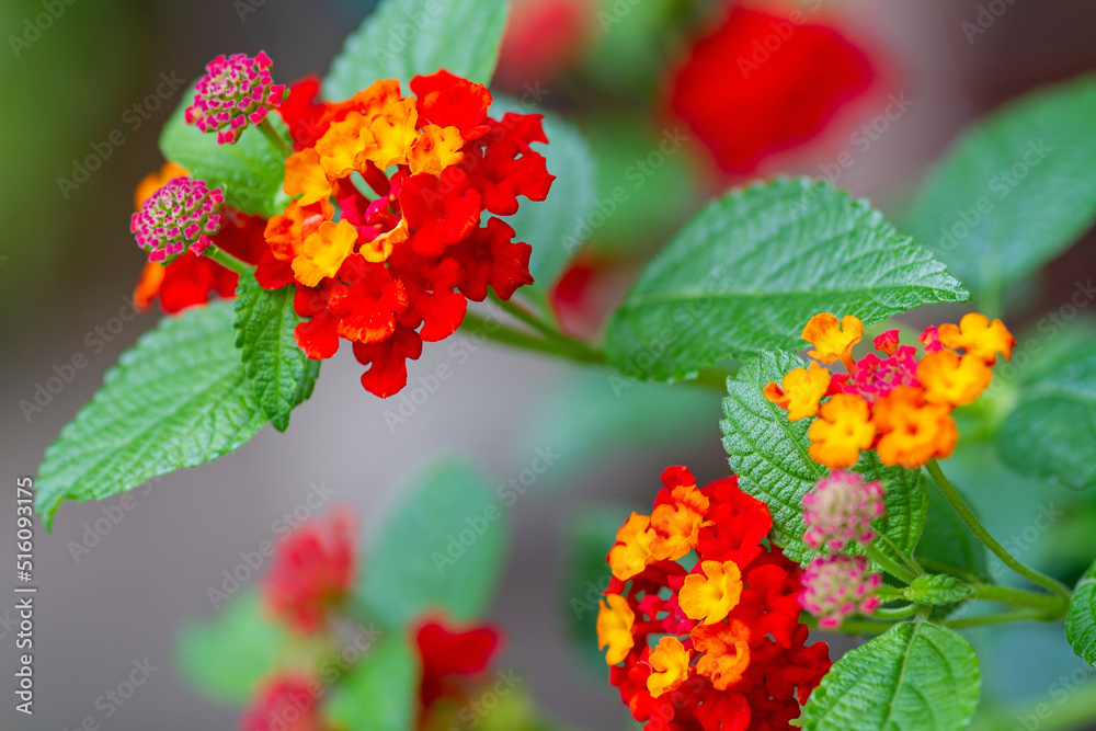 Blühende Wandelröschen