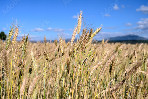 Golden barley field in summer. Yellow ripening ears of barley ready for harvest. Cereals.