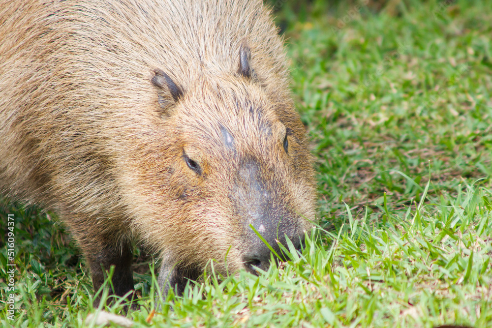 capybara feeding outdoors in Rio de Janeiro, Brazil capybara feeding outdoors in Rio de Janeiro, Brazil