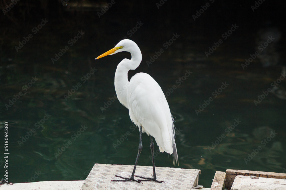 Naklejka premium egret bird outdoors in a pond in Rio de Janeiro, Brazil.