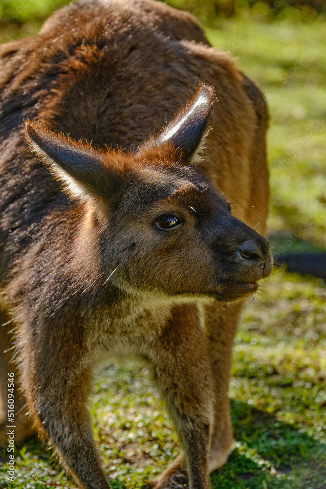 Kangaroos are medium-sized macropods — a term used to classify all kangaroos and wallabies. Females weigh from 20-30kg, and males can grow up to 70kg.