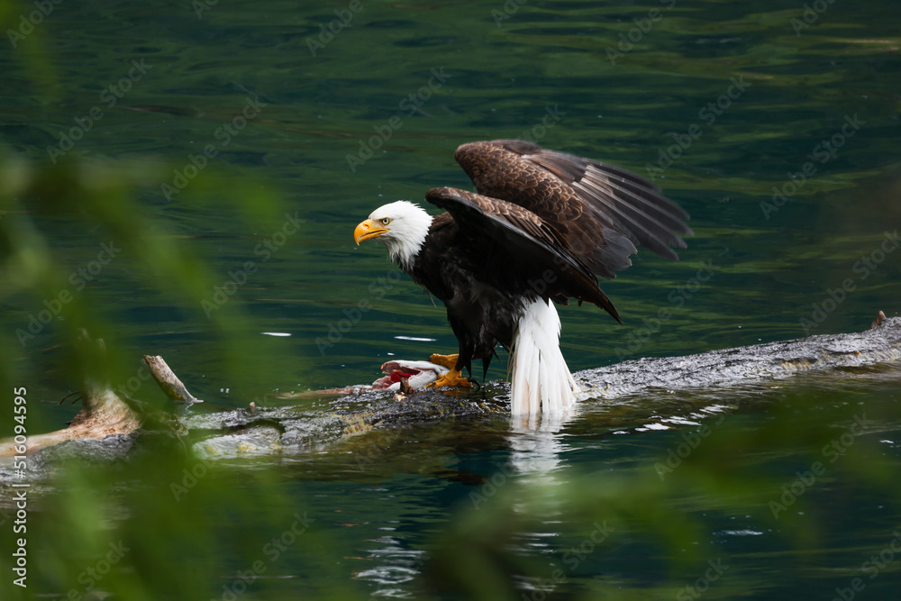 American Bald Eagle Fishing