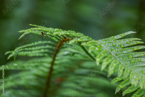 A Spider Hiding Under a Leaf © Brian