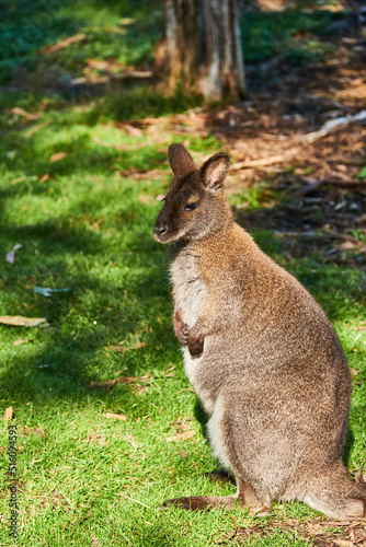 Kangaroos are medium-sized macropods — a term used to classify all kangaroos and wallabies. Females weigh from 20-30kg, and males can grow up to 70kg.