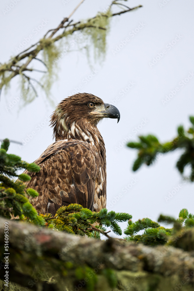Juvenile Bald Eagle Closeup Juvenile Bald Eagle Closeup