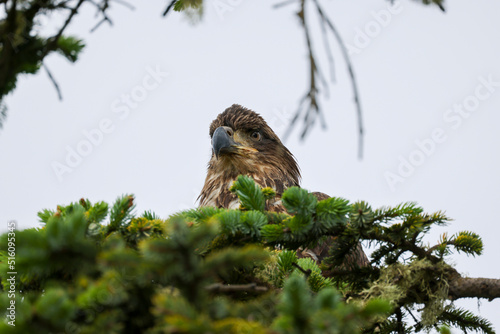 Juvenile Bald Eagle Closeup