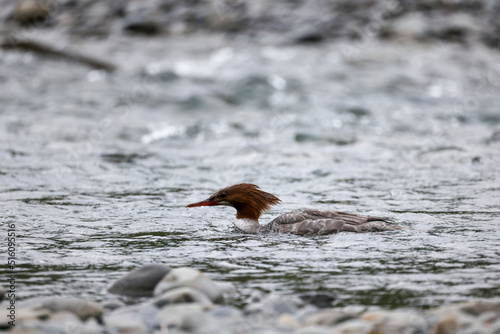 Female Common Merganser Fishing