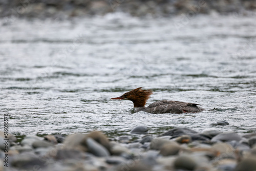 Female Common Merganser Fishing