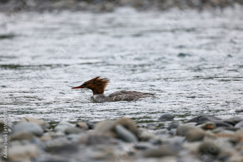 Female Common Merganser Fishing