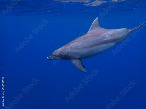 Dolphins swimming near the surface of the sea