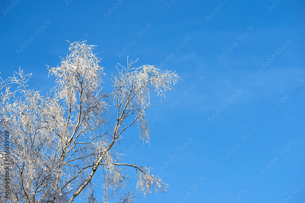 Copy space with tree branches covered in snow against a clear blue sky background with copy space outdoors. Ice frozen on long bare twigs in the woods during frosty weather in the cold winter season Copy space with tree branches covered in snow against a clear blue sky background with copy space outdoors. Ice frozen on long bare twigs in the woods during frosty weather in the cold winter season