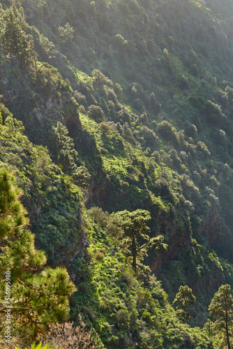 Landscape of pine trees in the mountains of La Palma, Canary Islands, Spain. Forestry with view of hills covered in green vegetation and shrubs in summer. Lush foliage on mountaintop and forest © SteenoWac/peopleimages.com