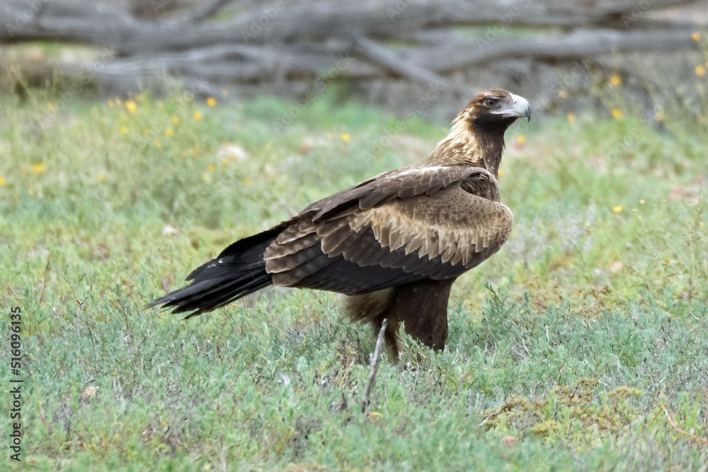 Australian Outback Wedge Tailed Eagle (Aquila audax) Australian Outback Wedge Tailed Eagle (Aquila audax)