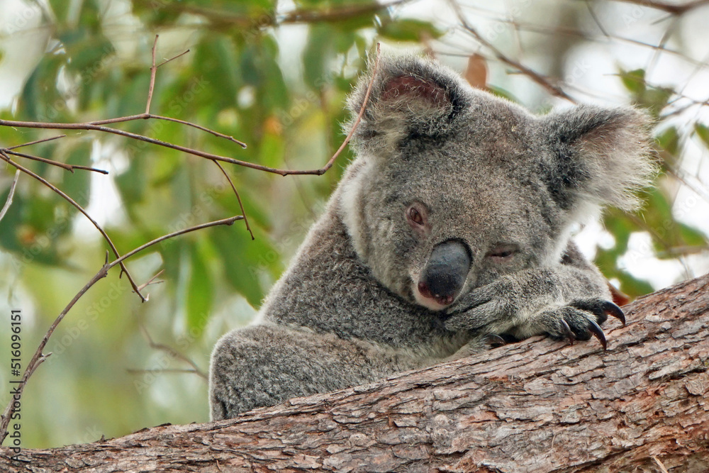 Fototapeta premium Australian Koala (Phascolarctos cinereus)