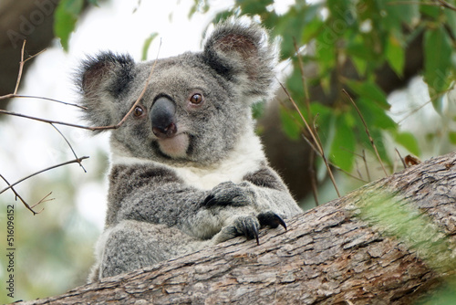 Fototapeta Naklejka Na Ścianę i Meble -  Australian Koala (Phascolarctos cinereus)