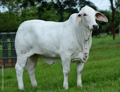 vaca da raça brahman photo