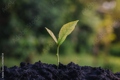 Investment ideas for success Coins and small trees on the ground outdoor nature blurred background