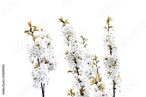 White Cherry Blossoms2