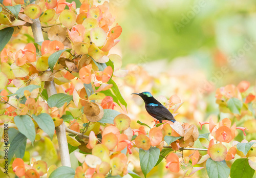 Van Hasselt’s Sunbird