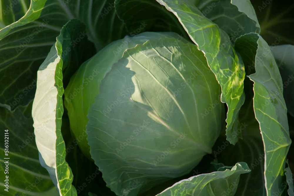 Obraz premium Close-up of a head of cabbage. Green cabbage with leaves top view.