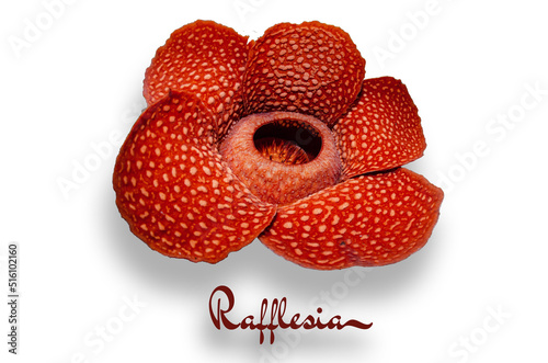 Rafflesia Arnoldii flower with solid white background
 photo