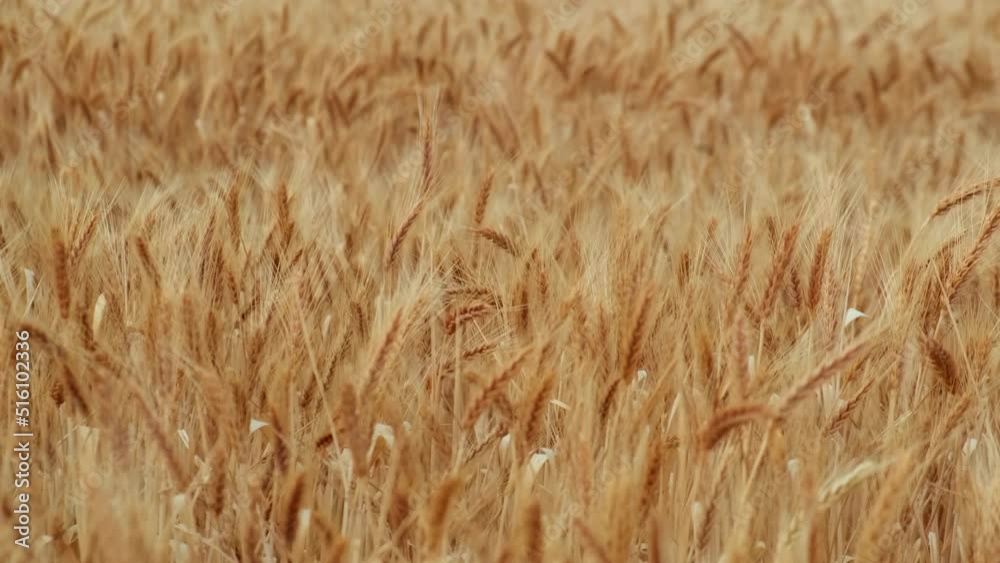 Wheat field, ears of wheat swaying from the gentle wind. Golden ears are slowly swaying in the wind close-up. View of ripening wheat field at summer day. Agriculture industry.
Wheat field, ears of wheat swaying from the gentle wind. Golden ears are slowly swaying in the wind close-up. View of ripening wheat field at summer day. Agriculture industry.