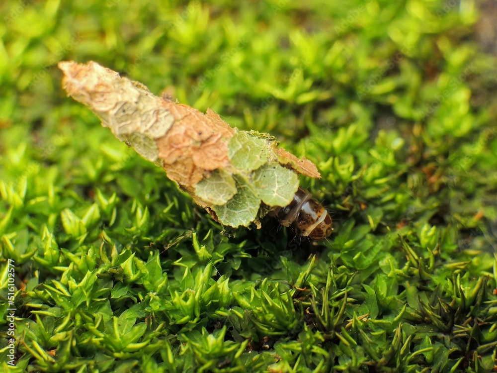 close-up of leaves caterpillar on grass close-up of leaves caterpillar on grass