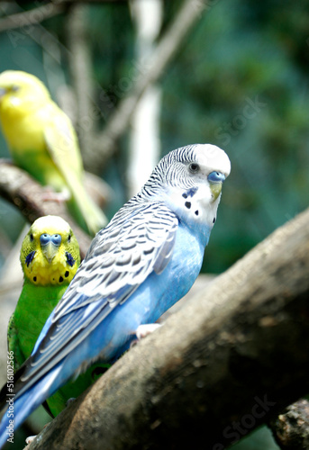 blue Parakeet bird