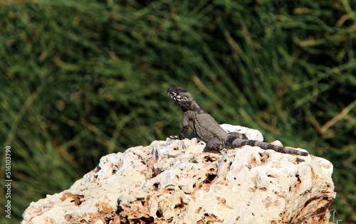 A lizard sits on a large stone in a city park