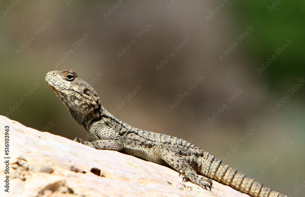 A lizard sits on a large stone in a city park