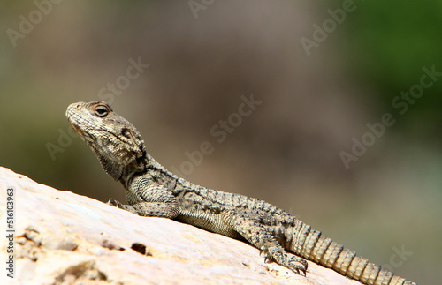 A lizard sits on a large stone in a city park