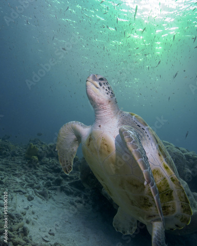 A Green Turtle Heads to the Surface In Curacao