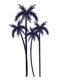 trees palms silhouettes