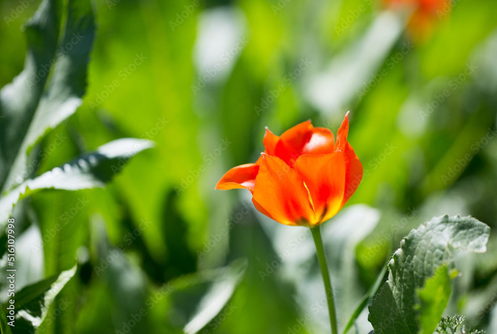 Tulip Greig. Wild tulips in the mountains of Kyrgyzstan. natural landscape. Tulip Greig. Wild tulips in the mountains of Kyrgyzstan. natural landscape.