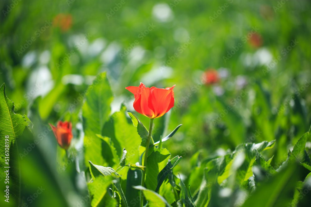 Tulip Greig. Wild tulips in the mountains of Kyrgyzstan. natural landscape. Tulip Greig. Wild tulips in the mountains of Kyrgyzstan. natural landscape.
